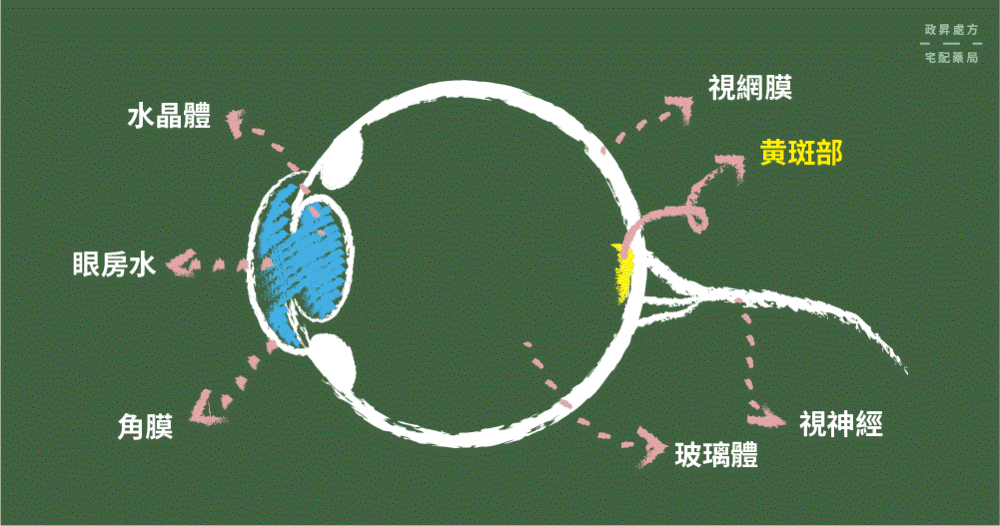 ▍ 黄斑部位置与作用