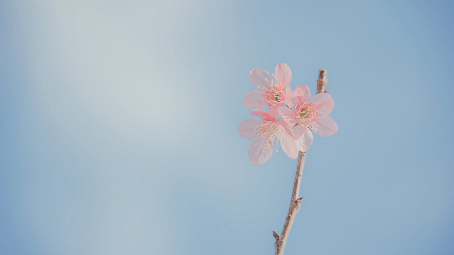 插管