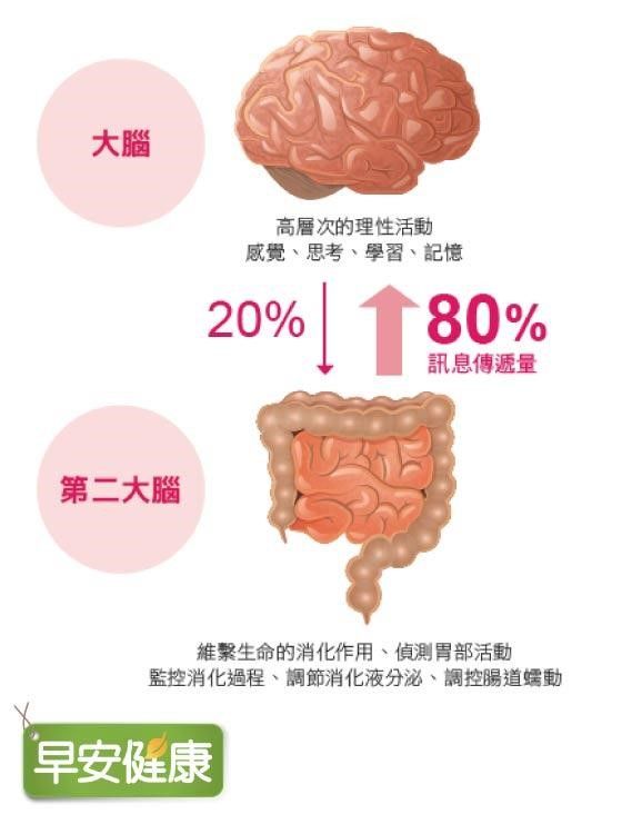 第二大腦