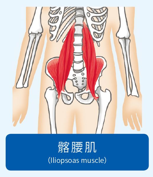 肌肉